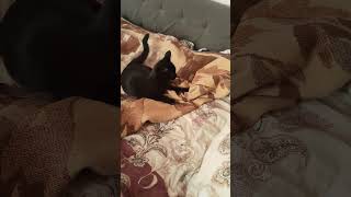Кто тут рвет одеялко? )) #оле7 #ластёна #cats #cat #котофейка #ластёна #кот #видосыоткота