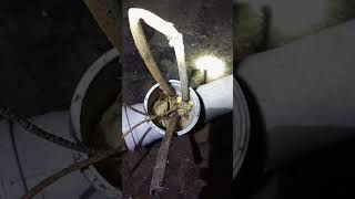 ч.2.ловушка в подвале сработала #подвал #канализация #чк #пластик
