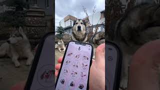 ВАУ😳 ПЕРЕВОДЧИК ДЛЯ СОБАК