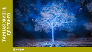 Тайная жизнь деревьев. Документальный Проект. Лучшие фильмы