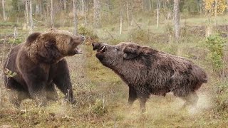 С ним не связываются даже МЕДВЕДИ! СЕКАЧ – самый свирепый кабан!