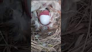 Курица несёт яйца. Чем заняться на карантине