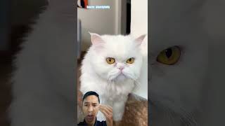 Я думал, что помогаю, но оказалось... ‼️ #cat #cats