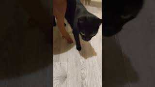 Ничего нельзя оставить на столе ) #ластёна #cat #котофейка #кот #видосыоткота #оле7 #animals