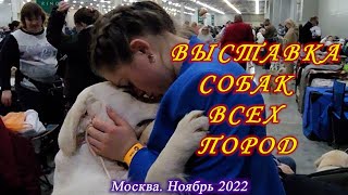 Москва. 26-27 ноября 2022. Крокус Сити. Выставка собак всех пород &quot;Россия 2022&quot;.