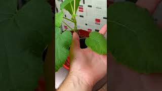 Как избавиться от укуса паук оса. Последствия укуса