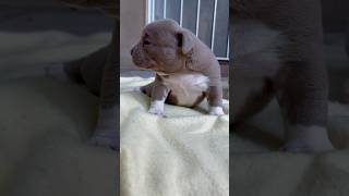 Outstanding  puppies