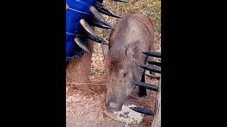 В клочья!!! Охота на кабана ручным капканом #shorts