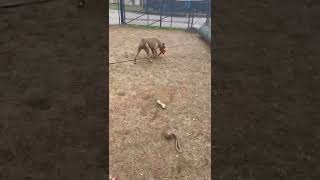 Playful Gonzo
