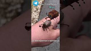 Мобы, Которых НУЖНО Добавить В Майнкрафт 15