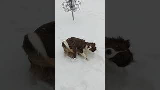 Khai enjoying rolling in the snow #bordercollie