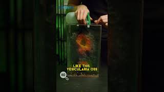 Antman and The Wasp Quantumania Terrarium