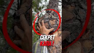 🌳 Секрет КАПА: редчайшая древесина в мире!