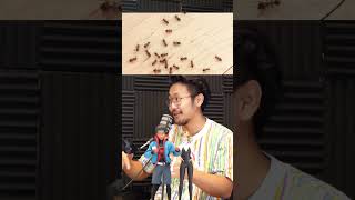 Why You Shouldn&#39;t Kill Ants!
