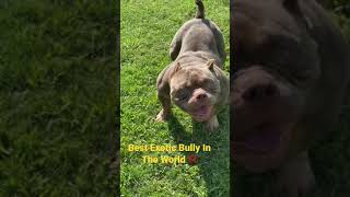 WORLD’s BEST MICRO EXOTIC BULLY
