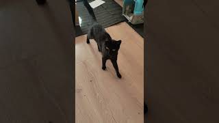 Кариматик рву ) #оле7 #ластёна #cats #cat #котофейка #кот #видосыоткота #животные