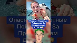 Опасные Животные Пойманные за Проявлением Доброты!😳 #shorts #животные #паук #крокодил