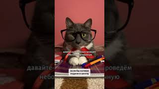 Если бы котики ходили в школу