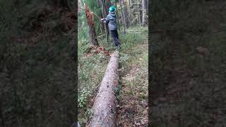 убийства  дерева