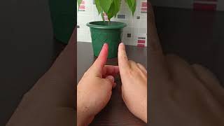 Что делать при укусе осы человека. Последствия укуса