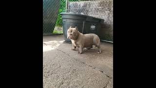 💥Top Quality Micro Exotic American Bully💥 micro american bully nano bully