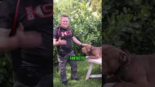 3 Reasons Why You SHOULD Get an XL Bully