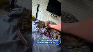 У кого есть дома кот, тот поймет (до конца) Ставь ❤️ если у вас так же 😂  #приколы  #юмор  #смех