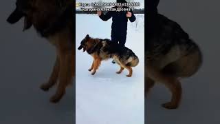 День Добрых Дел для брошенных друзей/ Собачкам и кошечкам нужна помощь людей/