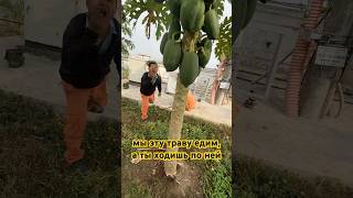 Из Вьетнама в Таиланд: Дорога, уличная еда и ОПАСНАЯ папайя! #вьетнам #таиланд #папайя