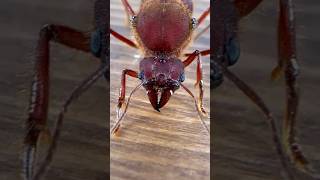 My Queen Ant Died 😢