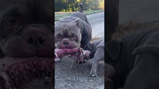 WORLD’s BEST 6 WEEK OLD MICRO EXOTIC BULLY PUPPY