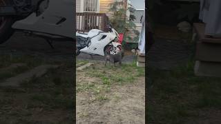 Dogs in motorcycles #abkcstrong #bullyworld #dog #abkcworldwide #bullymagazine #motorcycle #cbr600f4