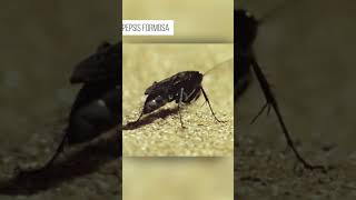 Паук который обуздал физику в борьбе с осами-охотницами