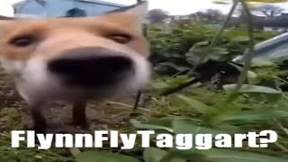 FlynnFlyTaggart?