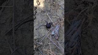 Смертельно ядовитый паук Каракурт