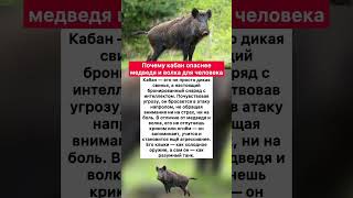 🐗 Почему #кабан опаснее #медведь и #волк для человека #факты #хочуфакты #интересное #юмор