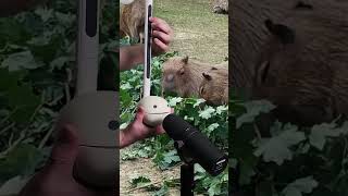 capybara capybara capybara capybara