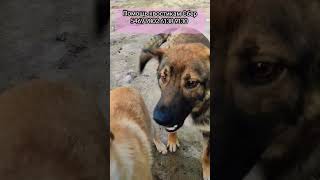 ДЕНЬ ДОБРЫХ ДЕЛ  Сбер 5469 9802 6138 9130 ❤🐕🙏 Оставайся человеком при любых обстоятельствах