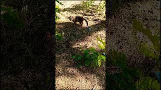 Джордж... #cat #веселыекоты #funny #прикольныекоты #кот #видосыоткота #прикол #красиваякошка
