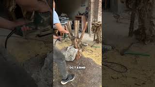 Парень нашел дерево проросшее в камне и сотворил чудо!😏
