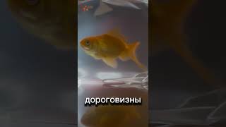 АТОМНАЯ ЗОЛОТАЯ РЫБКА