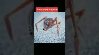 Эволюция пауков #паук #Эволюция #shorts