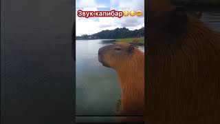 Звуки капибар 😳😳😳🤯😱#capybara