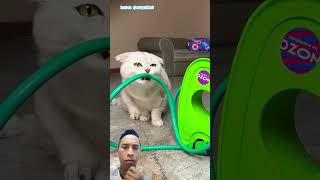 На самом деле, я просто хотел помочь‼️ #funny #cat #cats