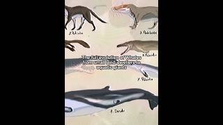 The full evolution of whales from land animals to aquatic giants #evolution #prehistoric #whale