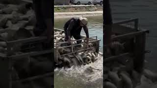 Mass Fish Release Process #shorts