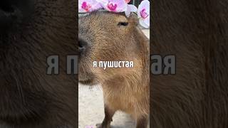 пушистая как мышка капибара #бургерная #мем #капибара #подпишись