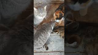 День Добрых дел/ помощь бездомным животным Сбер 5469 9802 6138 9130