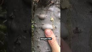 Что находится внутри прыщей на деревьях 🤯