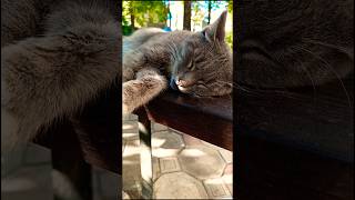 😂Я работать не Я ХОЧУ... #cat #веселыекоты #funny #прикольныекоты #видосыоткота #кот #прикол